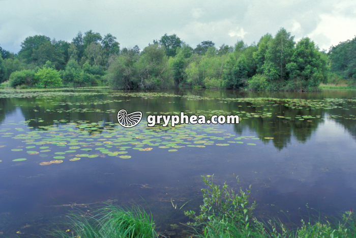 Ecosystème étang - gryphea.org